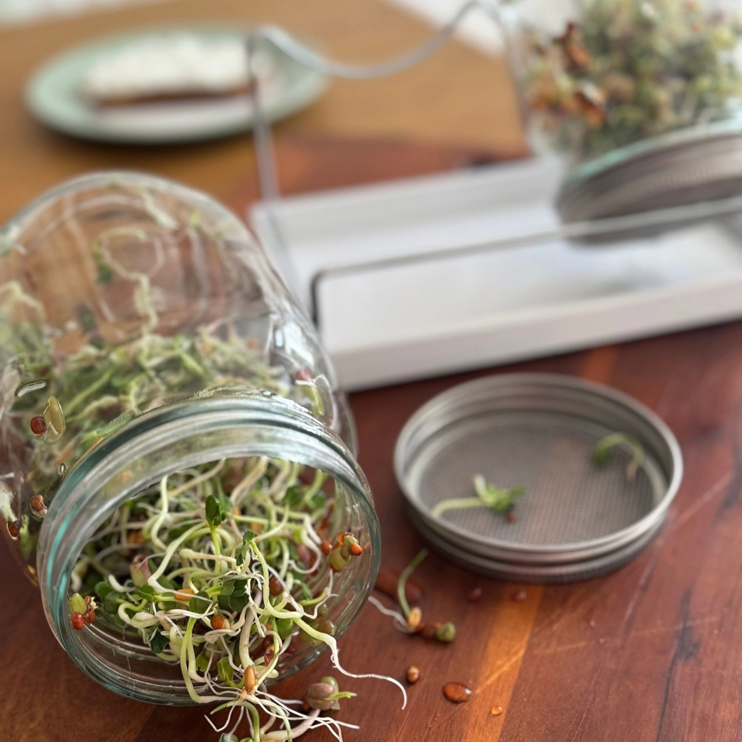 Set de bocaux pour germes, 2 bocaux